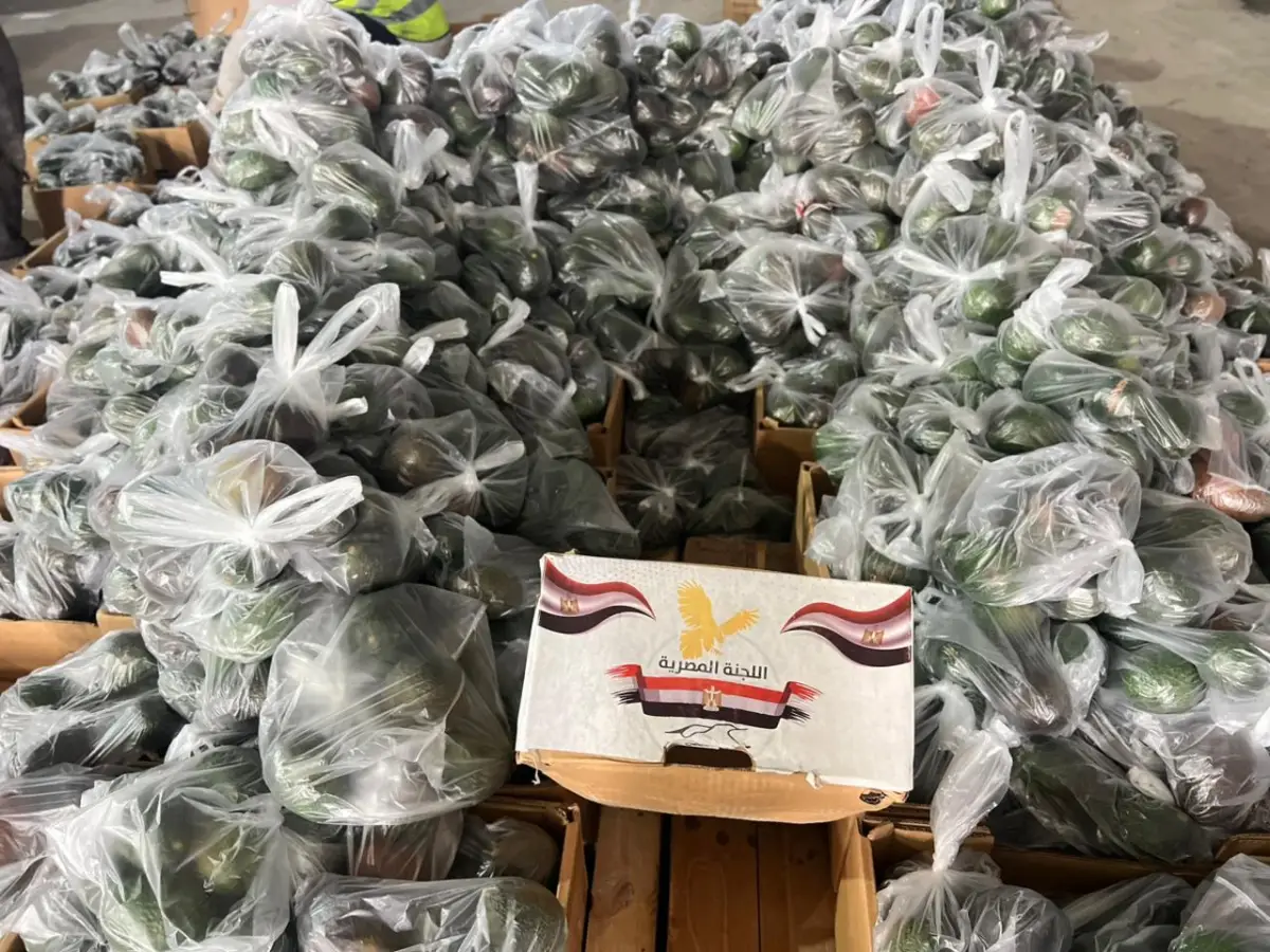 اللجنة المصرية بالتعاون مع المطبخ العالمي توزع ثمار الأفوكادو على عدد من المخيمات المصرية ومخيمات النزوح