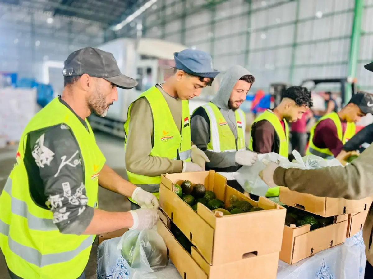 اللجنة المصرية بالتعاون مع المطبخ العالمي توزع ثمار الأفوكادو على عدد من المخيمات المصرية ومخيمات النزوح