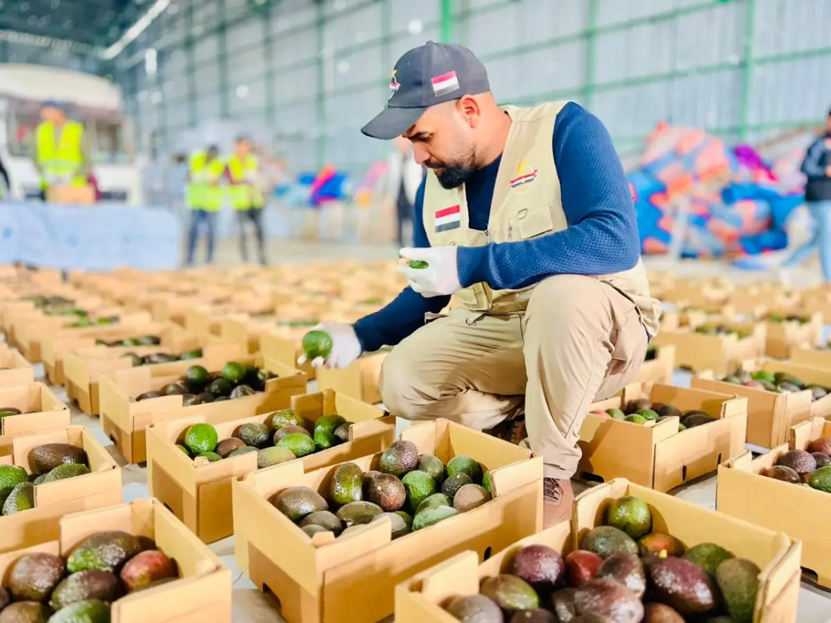 The Egyptian Committee, in Cooperation with World Central Kitchen, Distributes Avocados to Several Egyptian Camps and Displacement Camps