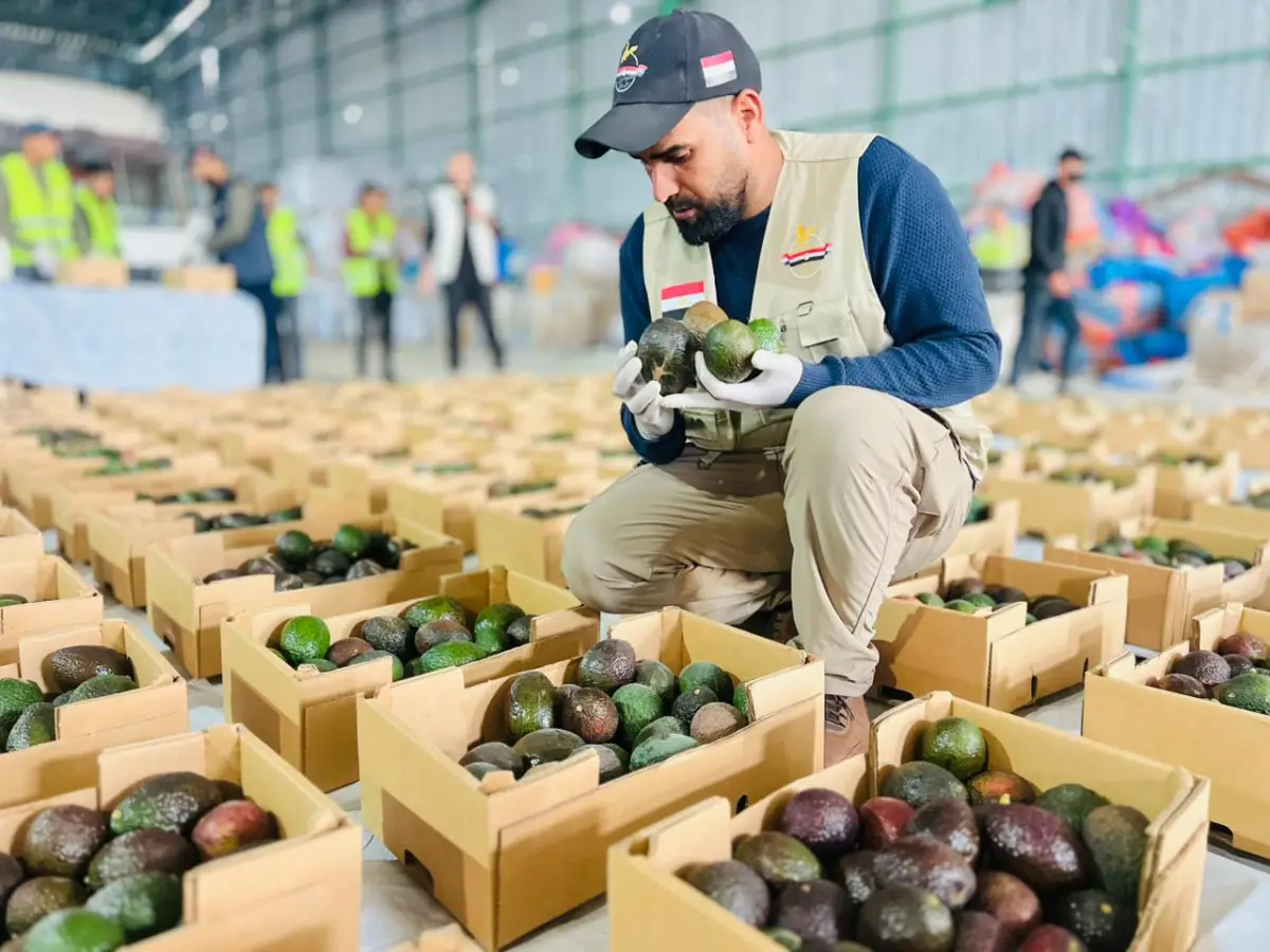 The Egyptian Committee, in Cooperation with World Central Kitchen, Distributes Avocados to Several Egyptian Camps and Displacement Camps